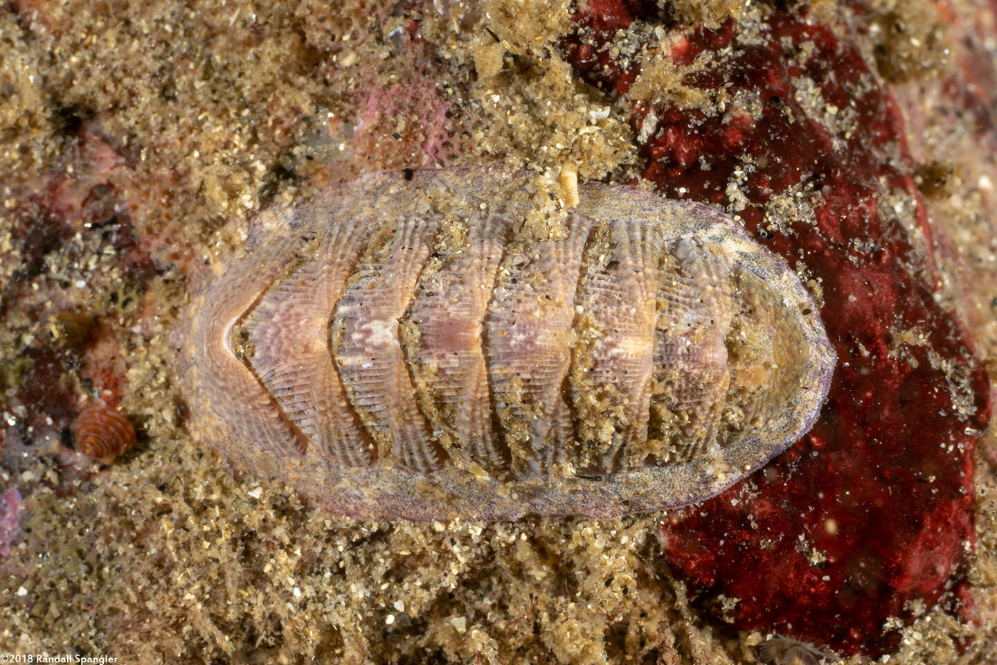 Lepidozona cooperi (Cooper's Chiton)
