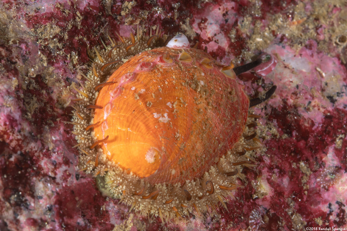 Haliotis walallensis (Flat Abalone)