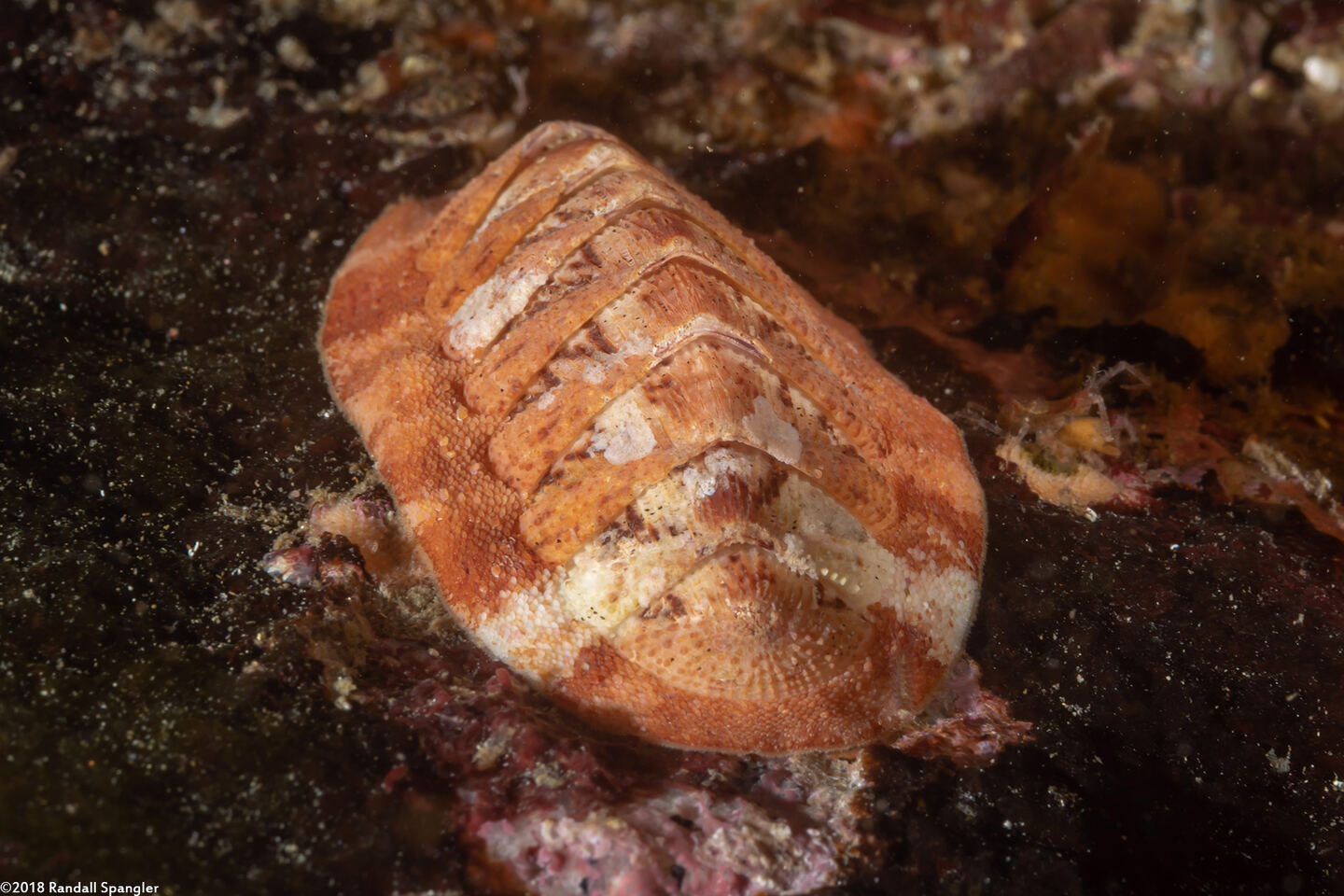 Lepidozona mertensii (Merten's Chiton)