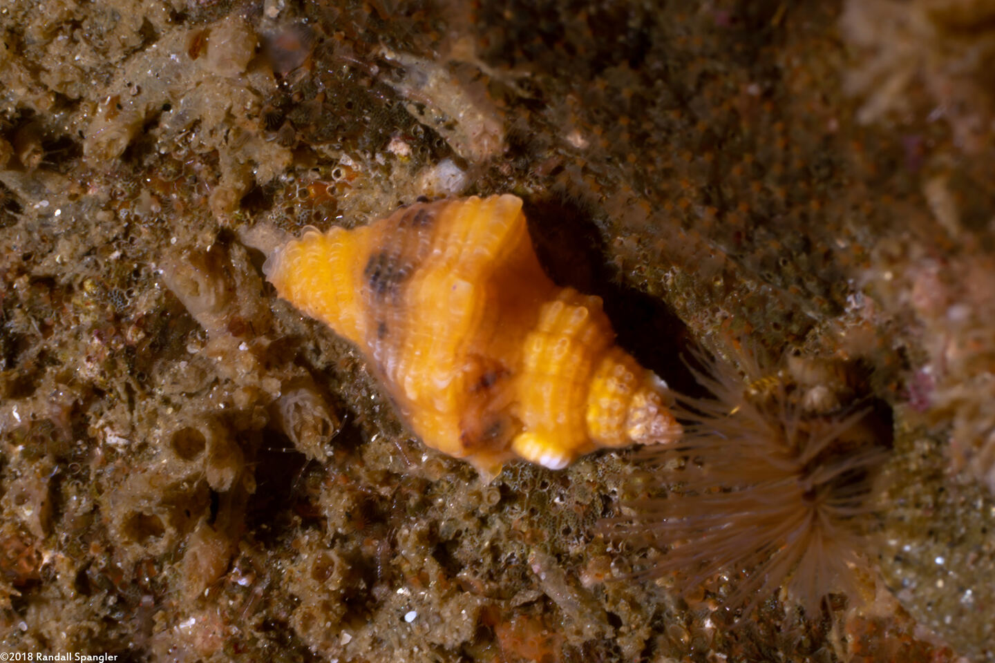 Paciocinebrina barbarensis (Paciocinebrina Barbarensis)