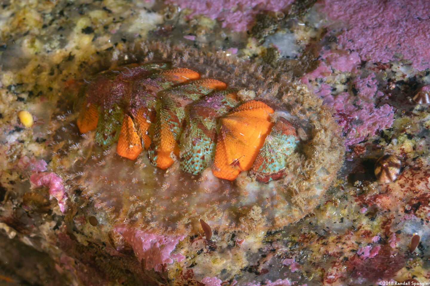 Mopalia spectabilis (Red-Flecked Mopalia)