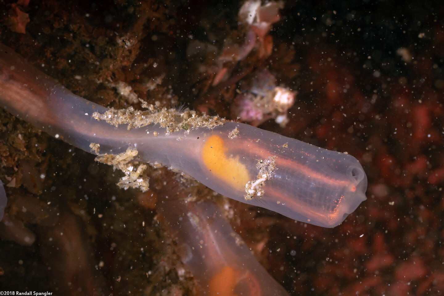 Clavelina huntsmani (Light Bulb Tunicate)