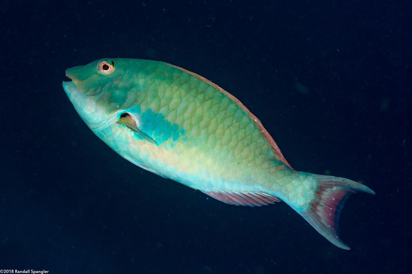 Sparisoma chrysopterum (Redtail Parrotfish)