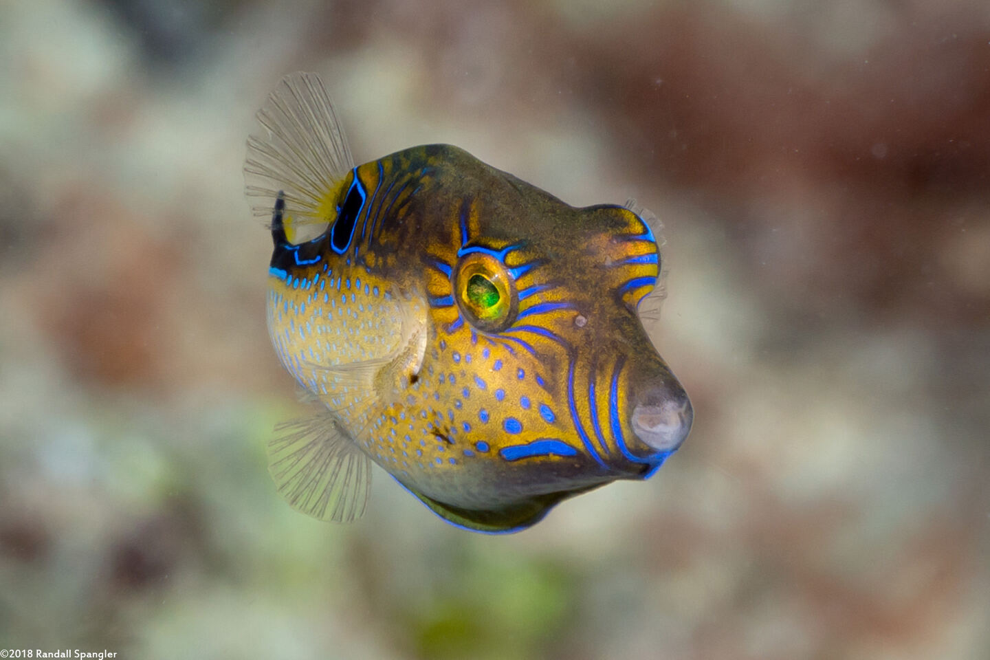 Canthigaster rostrata (Sharpnose Puffer)