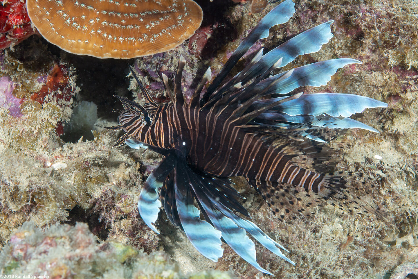 Pterois volitans (Red Lionfish)