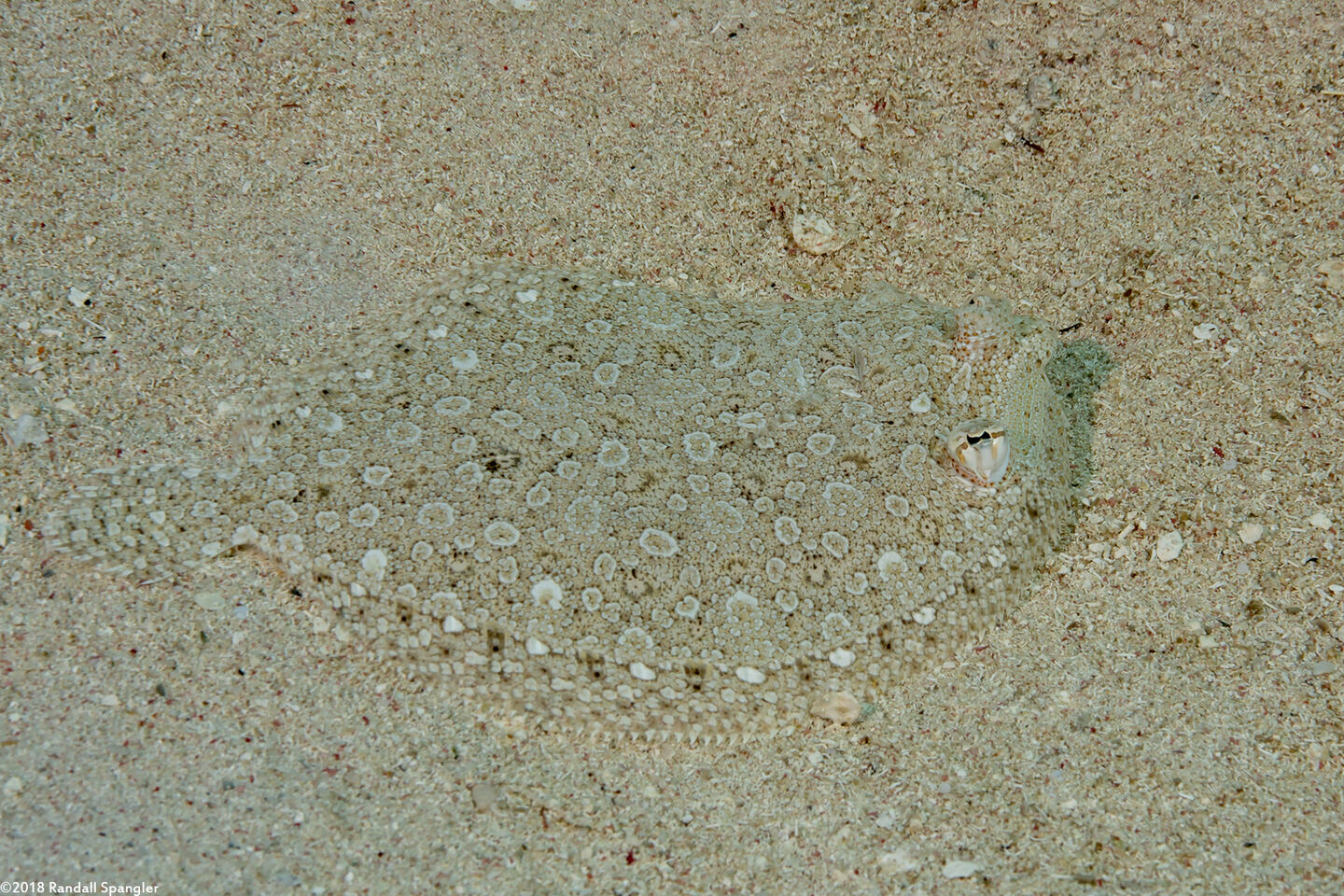 Bothus ocellatus (Eyed Flounder)