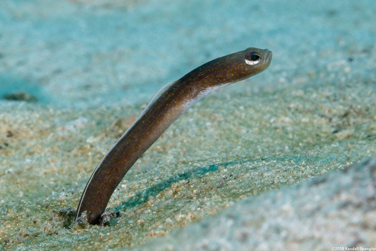 Heteroconger longissimus (Brown Garden Eel)
