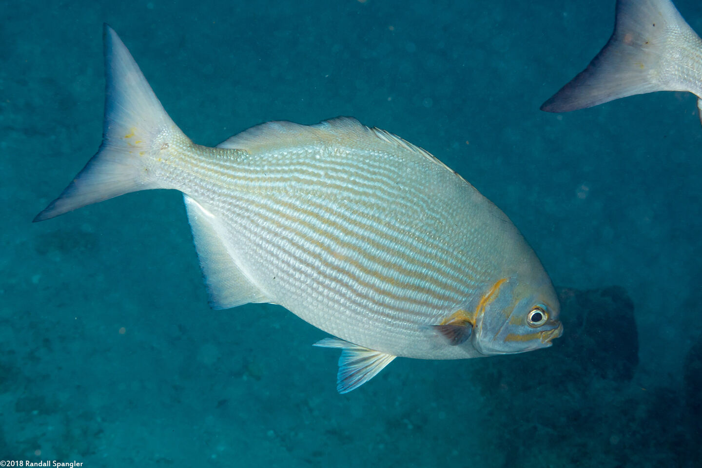 Kyphosus vaigiensis (Brassy Chub)