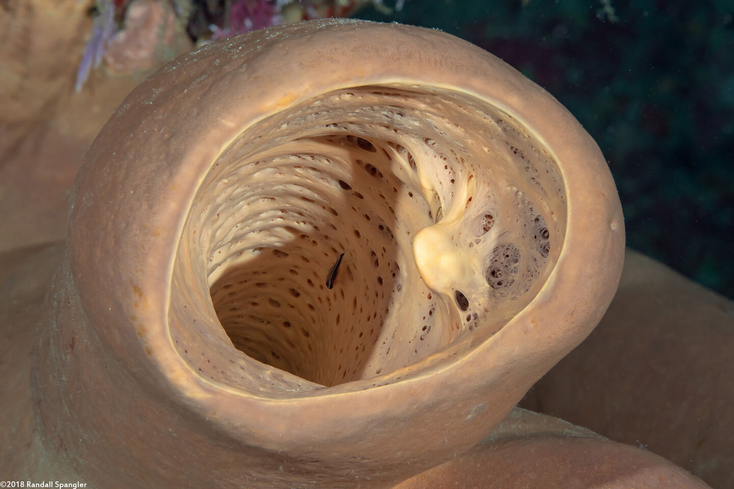 Agelas tubulata (Tubulate Sponge)