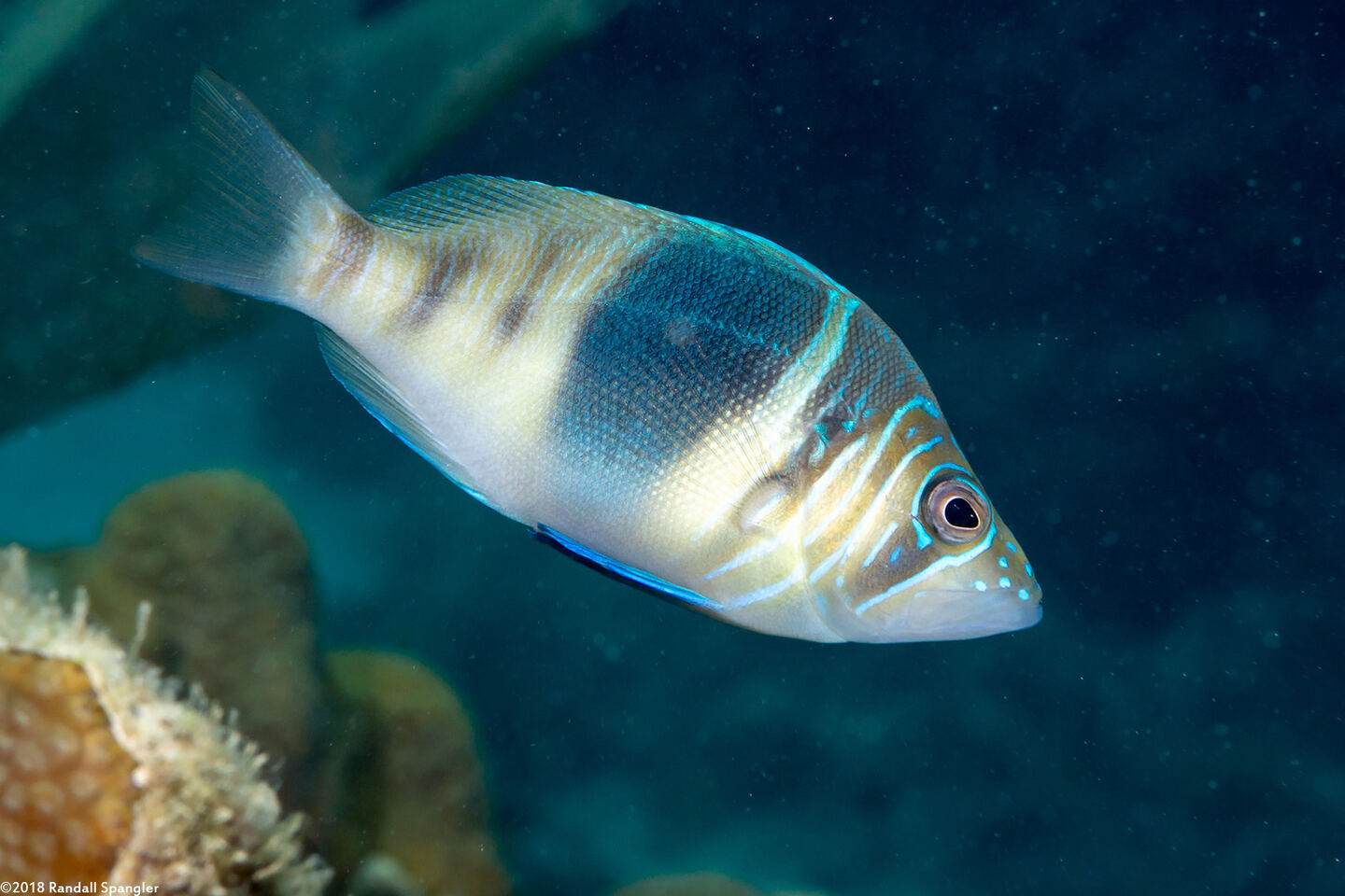 Hypoplectrus puella (Barred Hamlet)