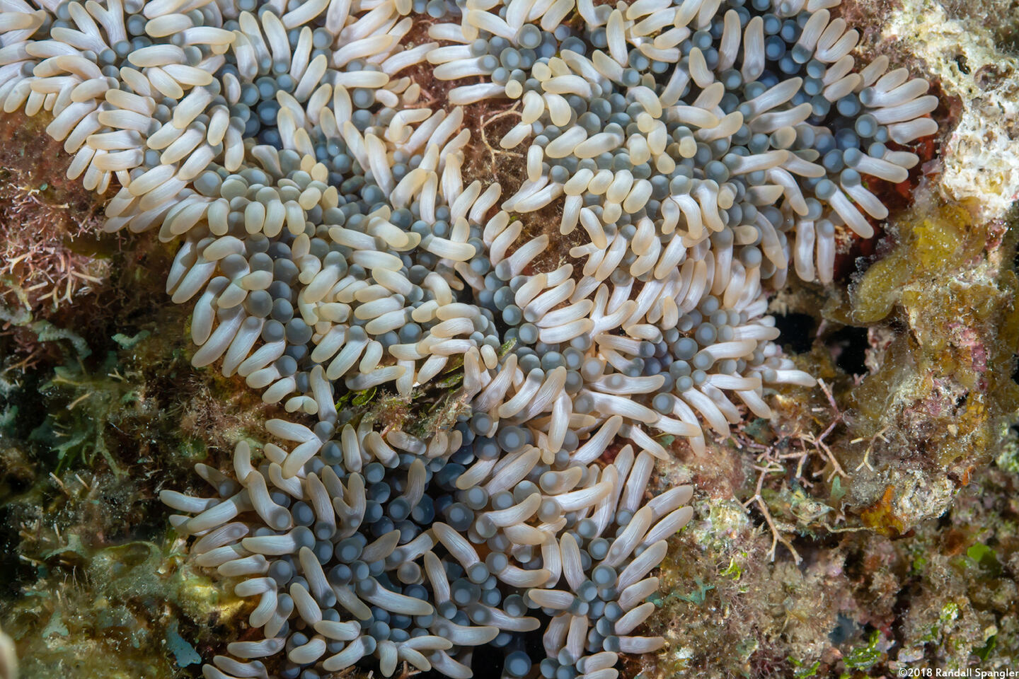 Lebrunia neglecta (Branching Anemone)