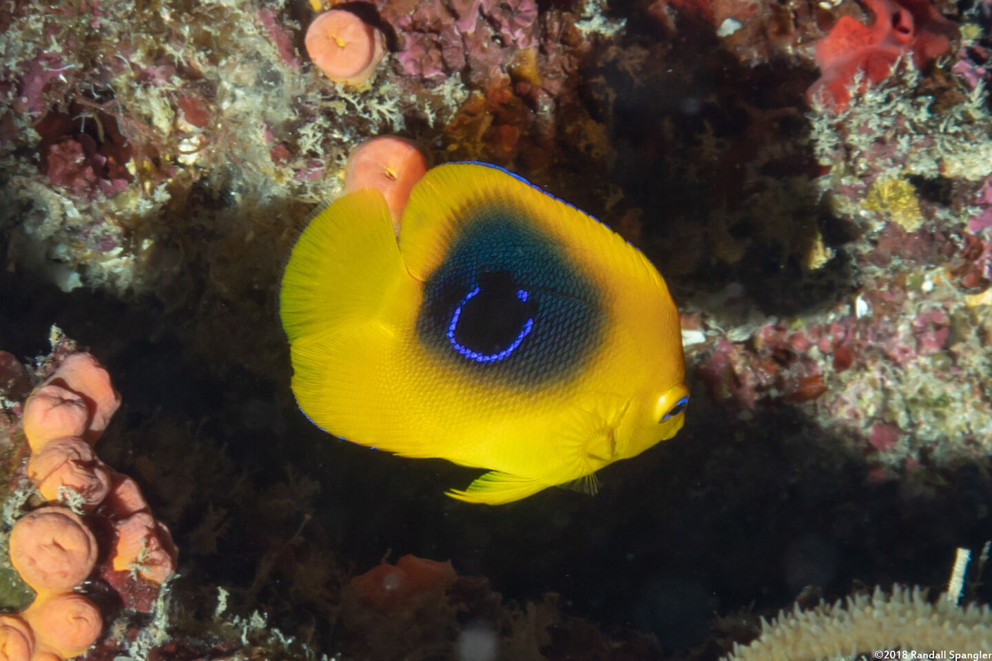 Holacanthus tricolor (Rock Beauty)