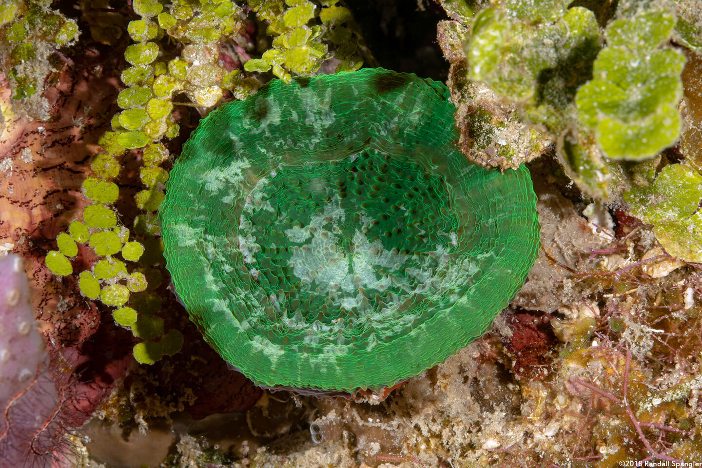 Scolymia wellsii (Solitary Disc Coral)