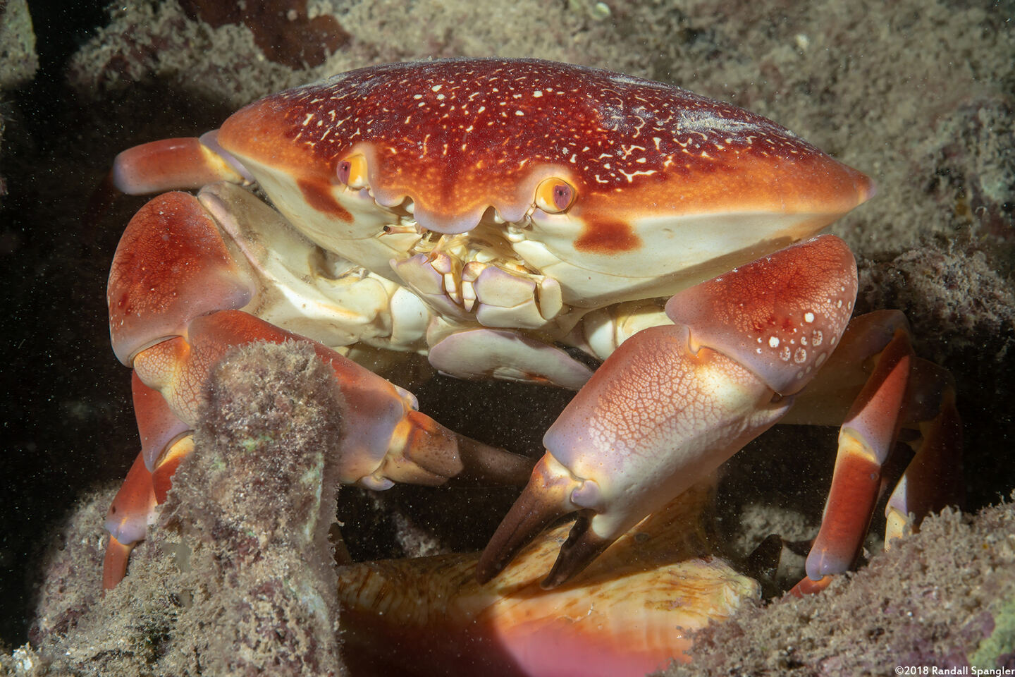 Carpilius corallinus (Batwing Coral Crab)