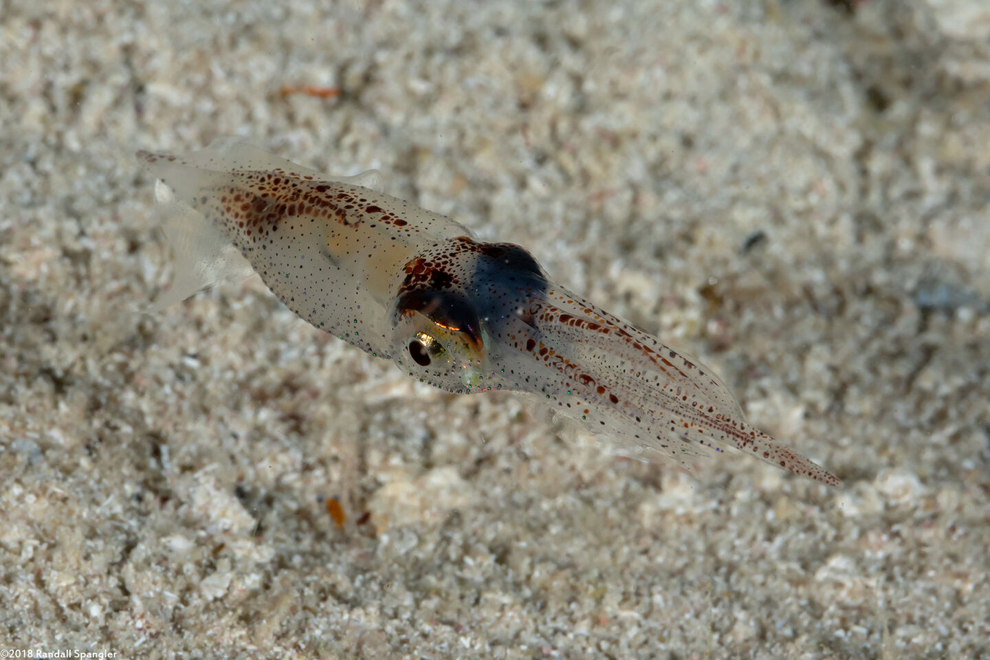 Abralia veranyi (Gianteye Squid)