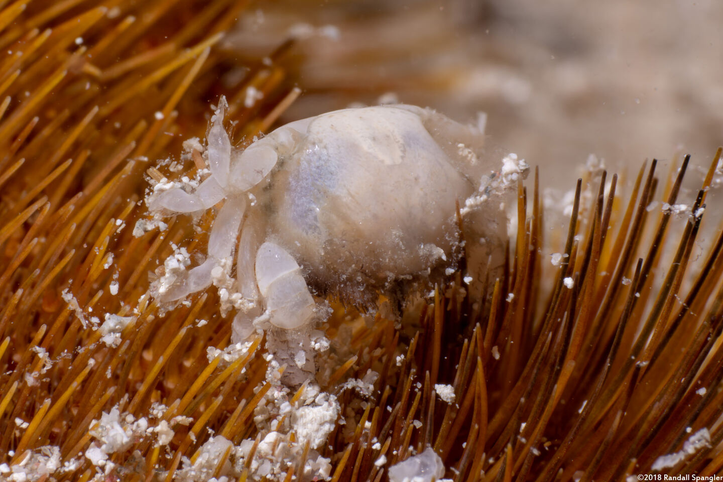 Dissodactylus primitivus (Heart Urchin Pea Crab)