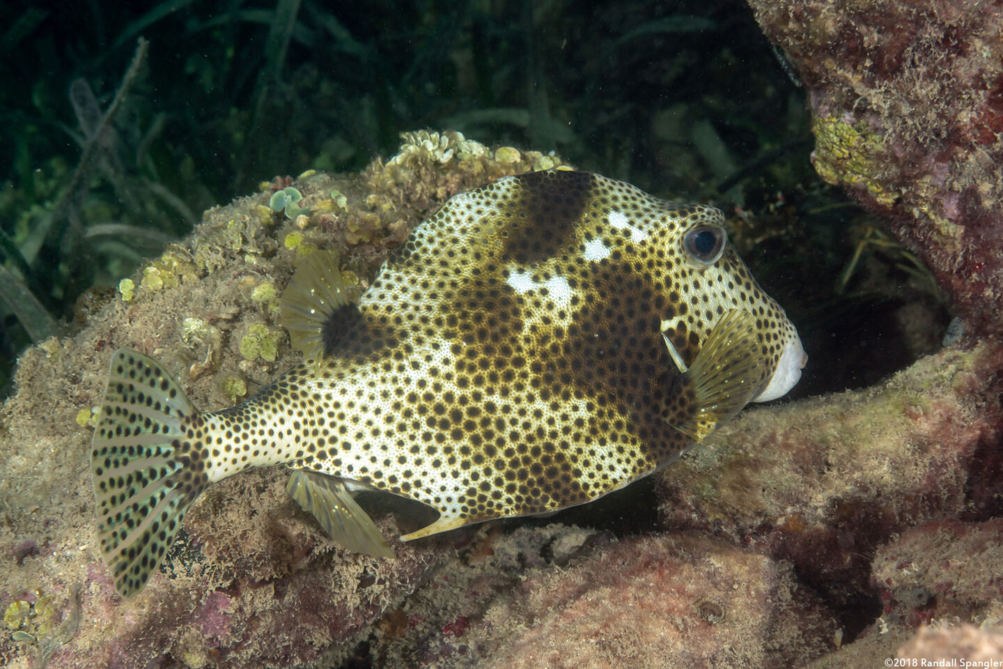 Lactophrys bicaudalis (Spotted Trunkfish)