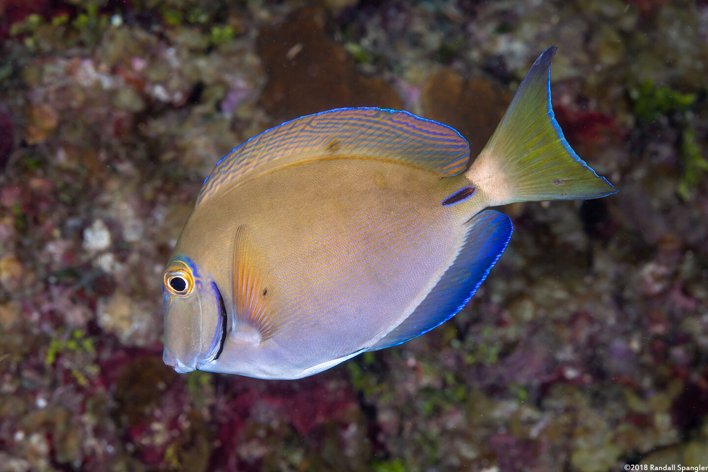 Acanthurus tractus (Ocean Surgeonfish)