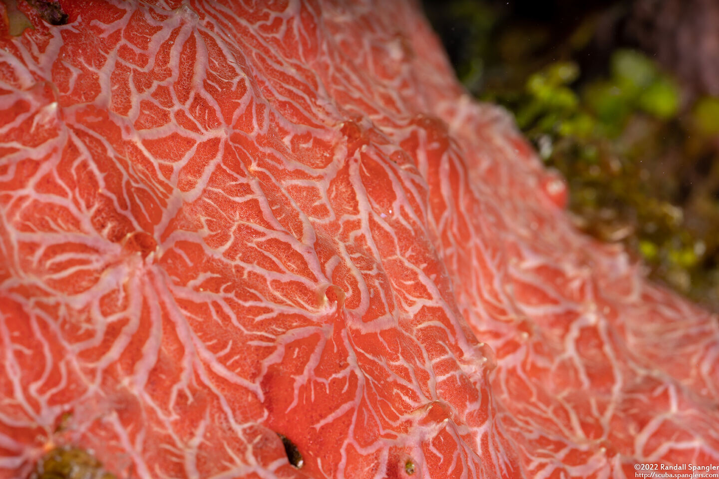 Spirastrella hartmani (High-Veined Encrusting Sponge)
