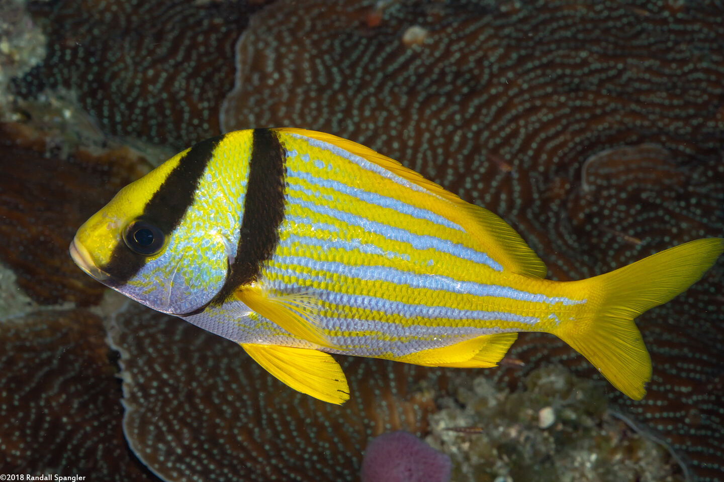 Anisotremus virginicus (Porkfish)