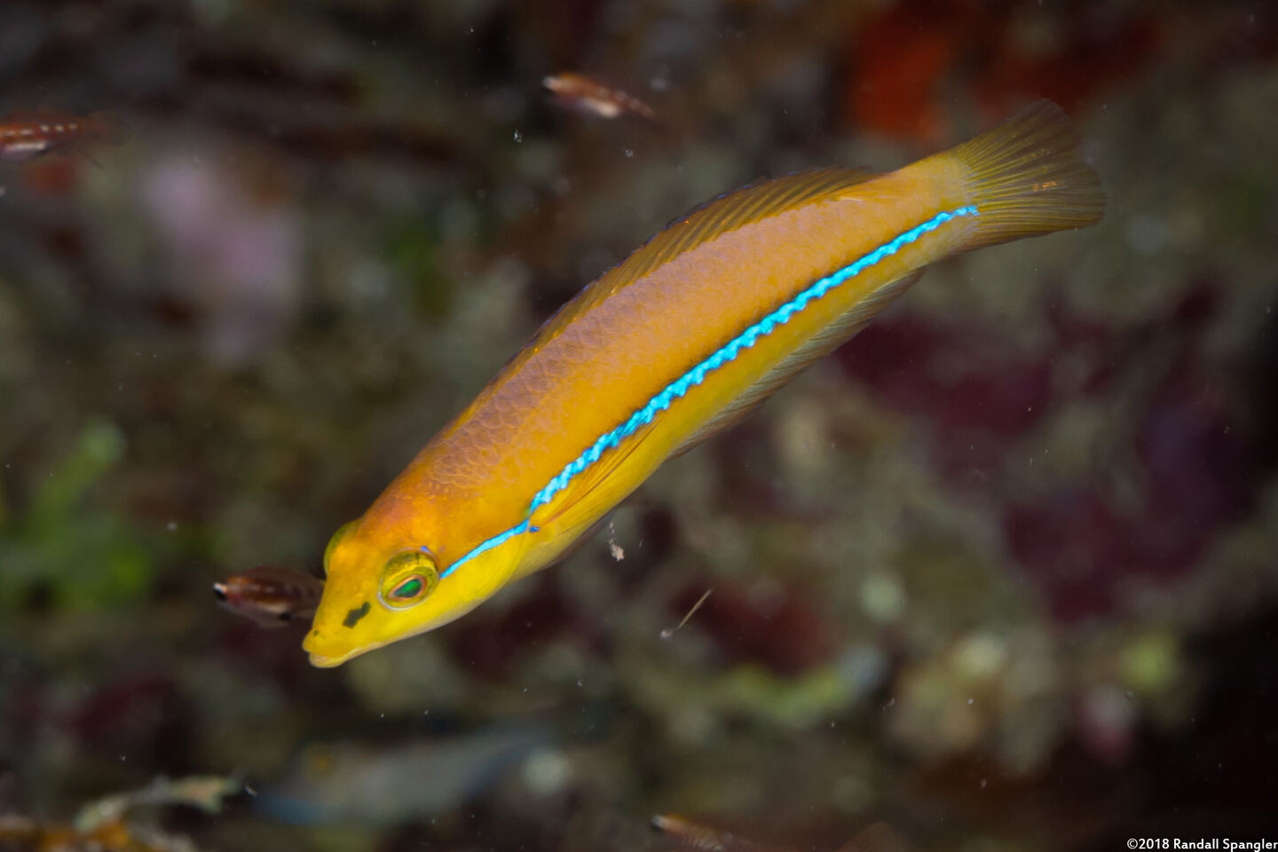 Halichoeres garnoti (Yellowhead Wrasse)