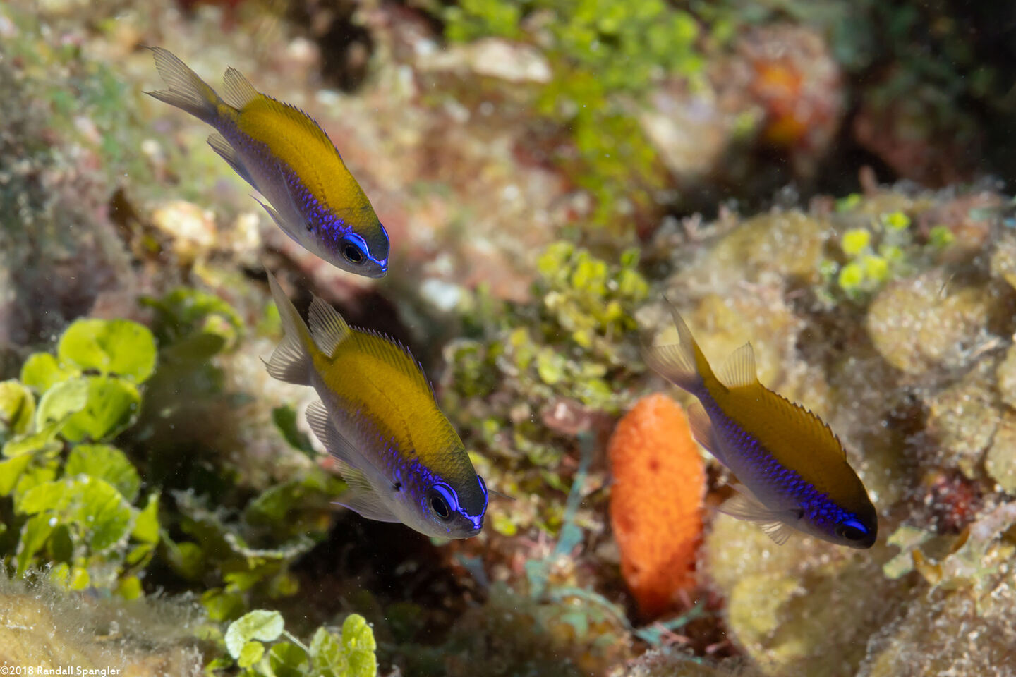 Chromis insolata (Sunshinefish)