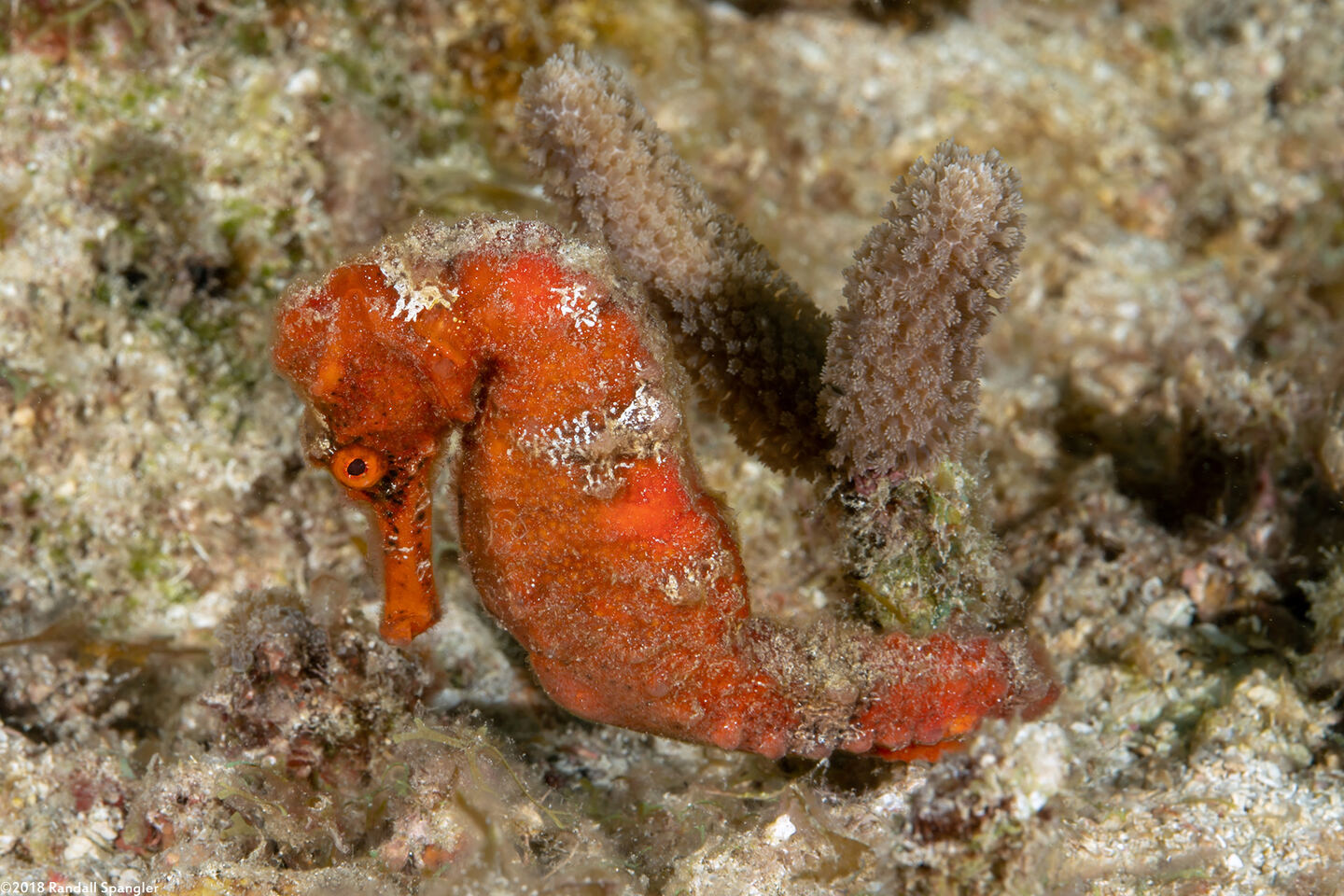 Hippocampus reidi (Longsnout Seahorse)