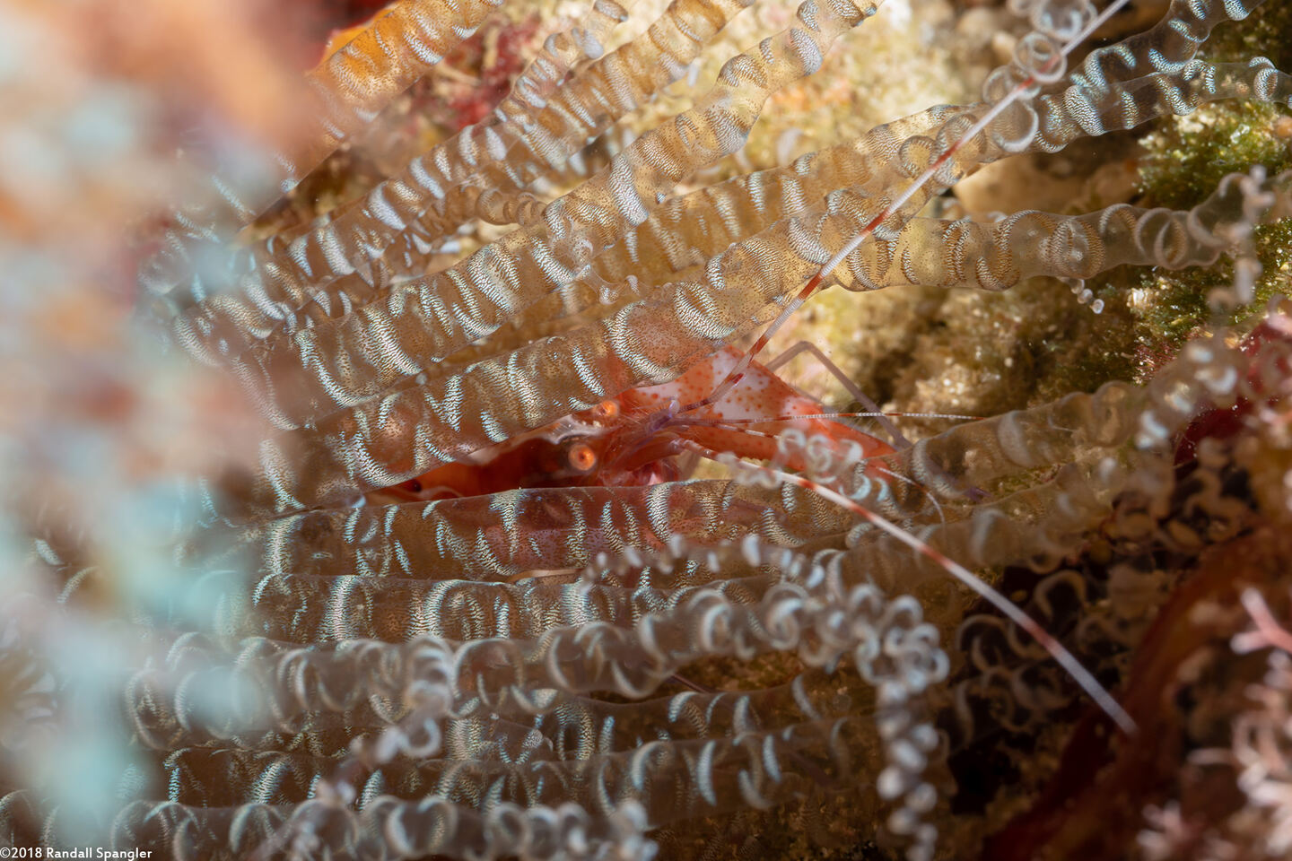 Alpheus armatus (Red Snapping Shrimp)