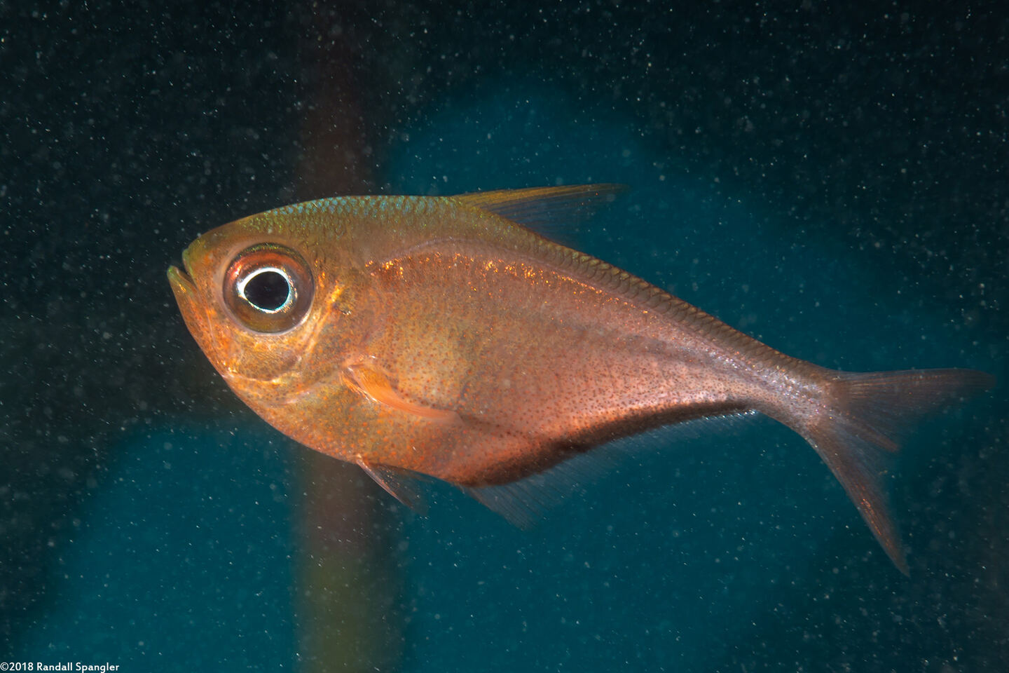 Pempheris schomburgkii (Glassy Sweeper)