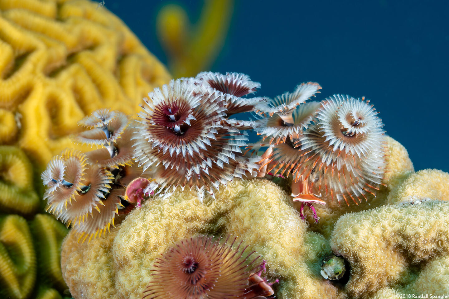 Spirobranchus giganteus (Christmas Tree Worm)