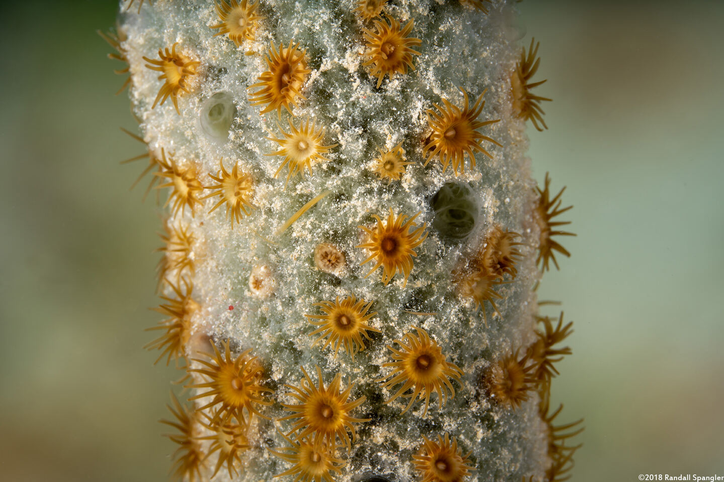Parazoanthus catenularis (Brown Sponge Zoanthid)