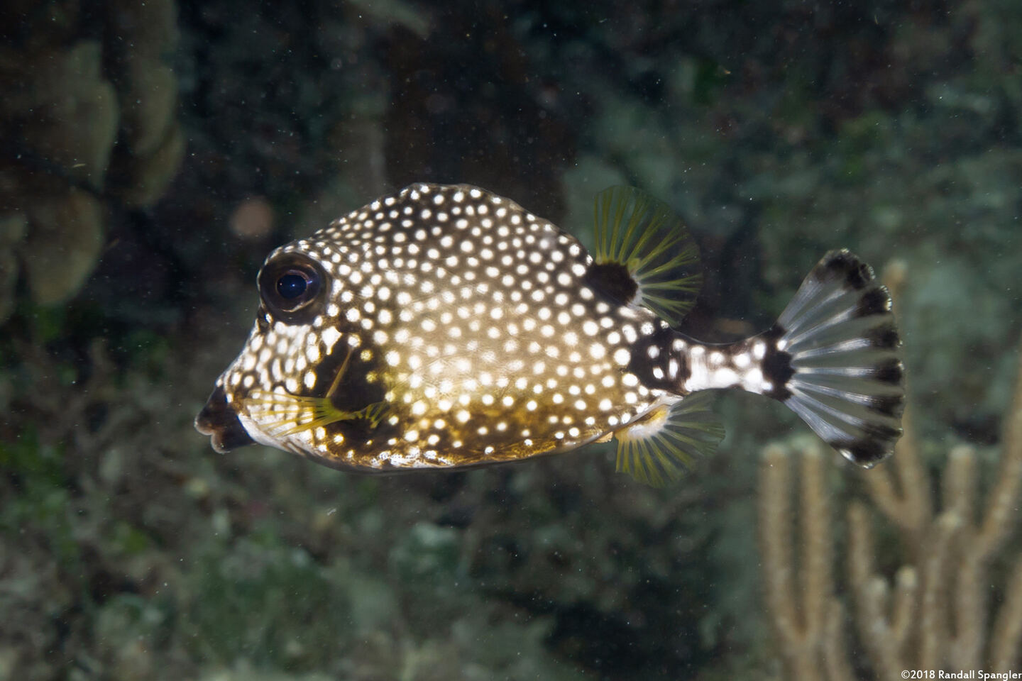Lactophrys triqueter (Smooth Trunkfish)