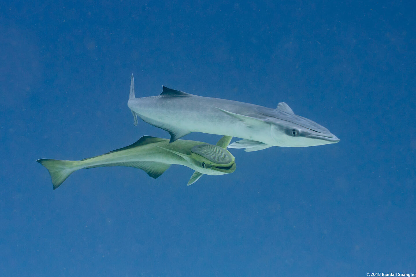 Echeneis neucratoides (Whitefin Sharksucker)