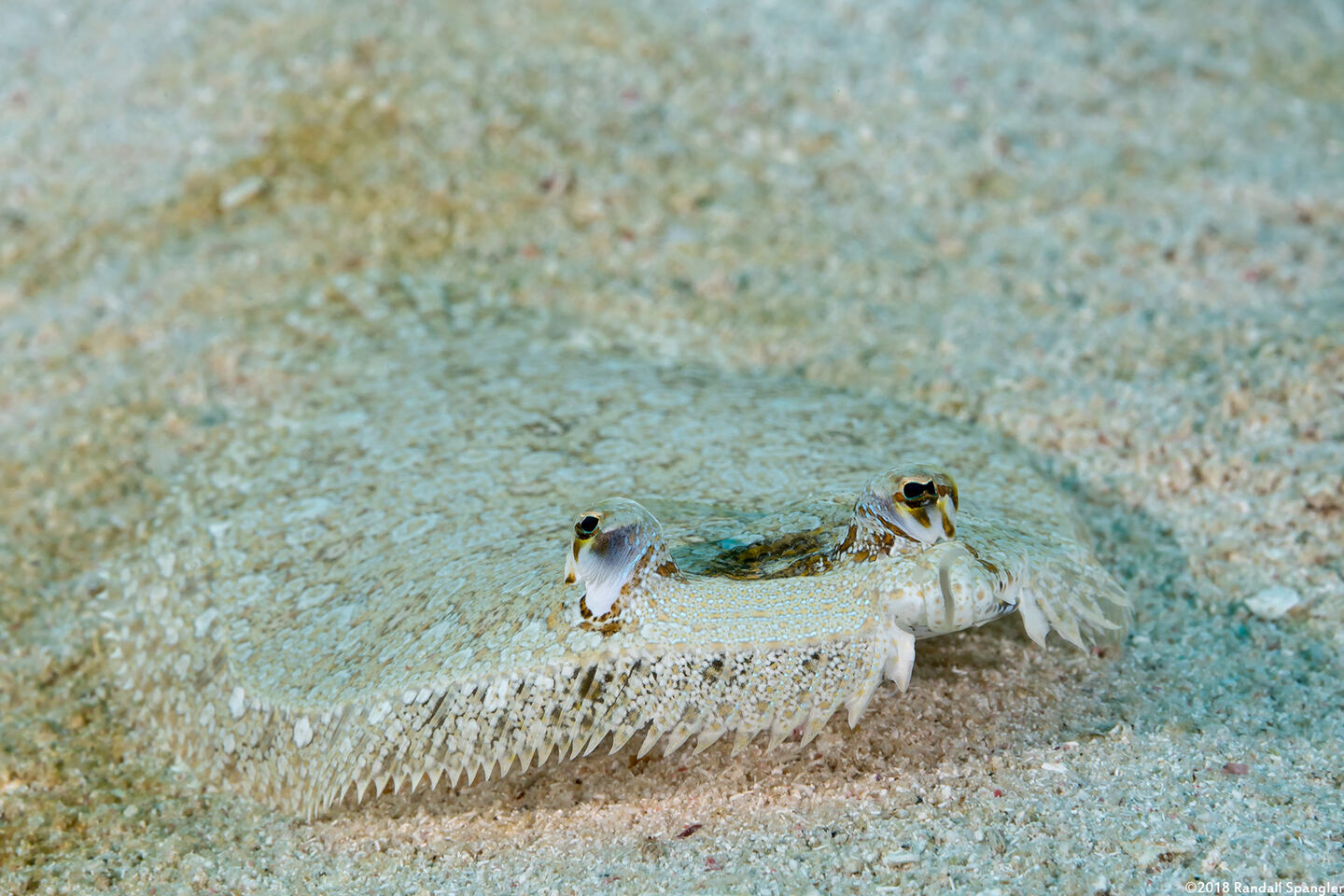 Bothus ocellatus (Eyed Flounder)
