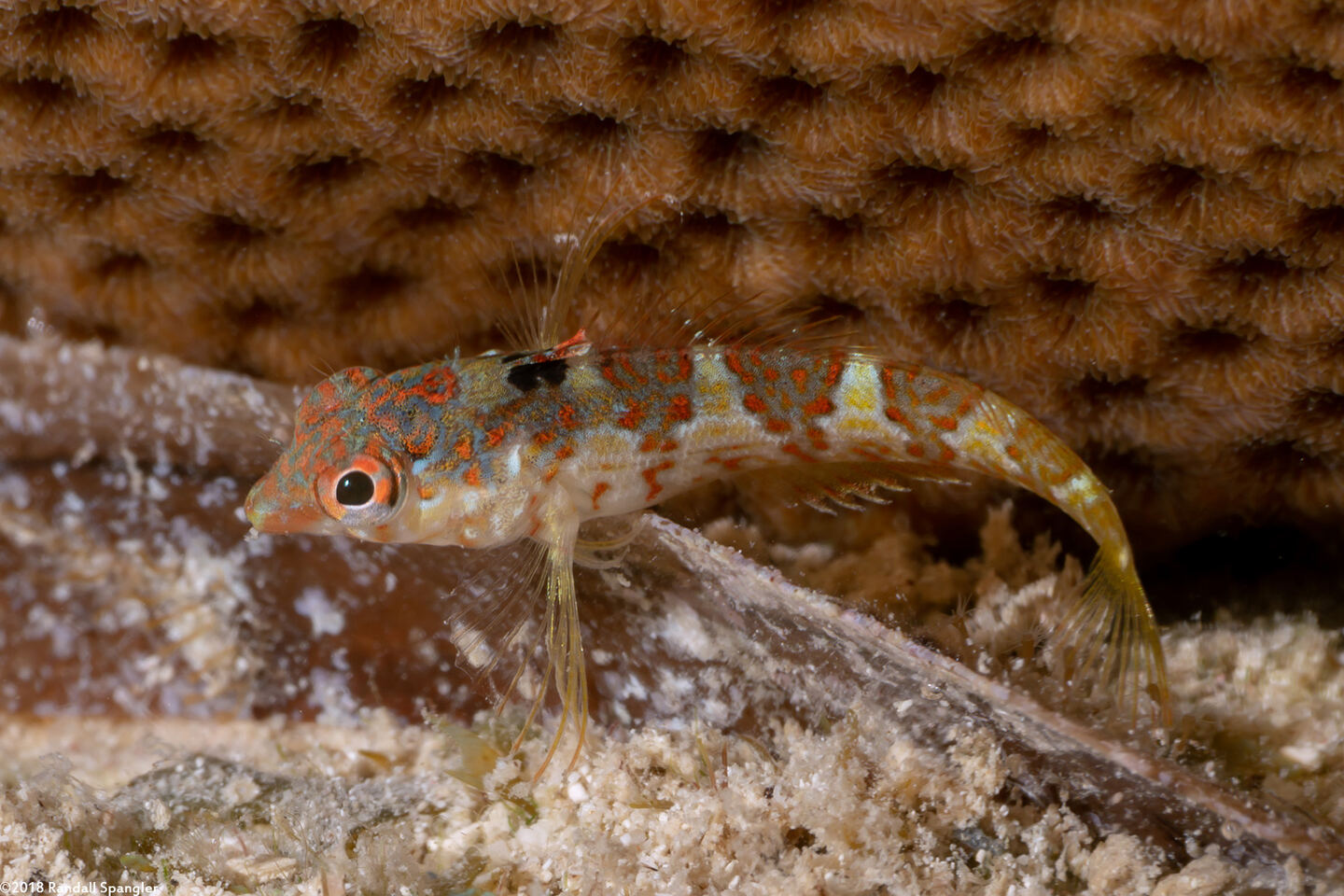 Malacoctenus triangulatus (Saddled Blenny)