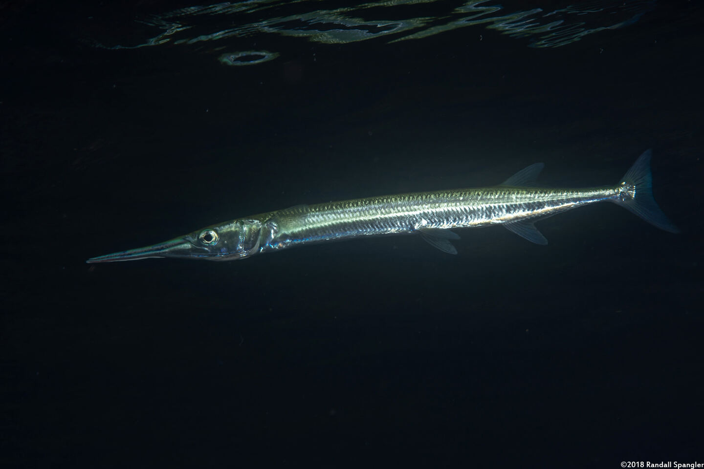Tylosurus crocodilus (Houndfish)