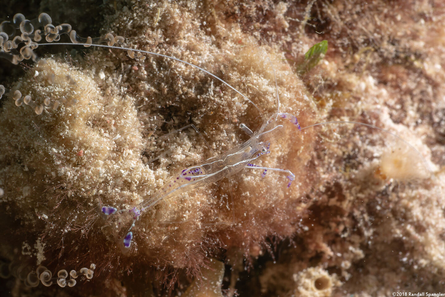 Ancylomenes pedersoni (Pederson Cleaner Shrimp)