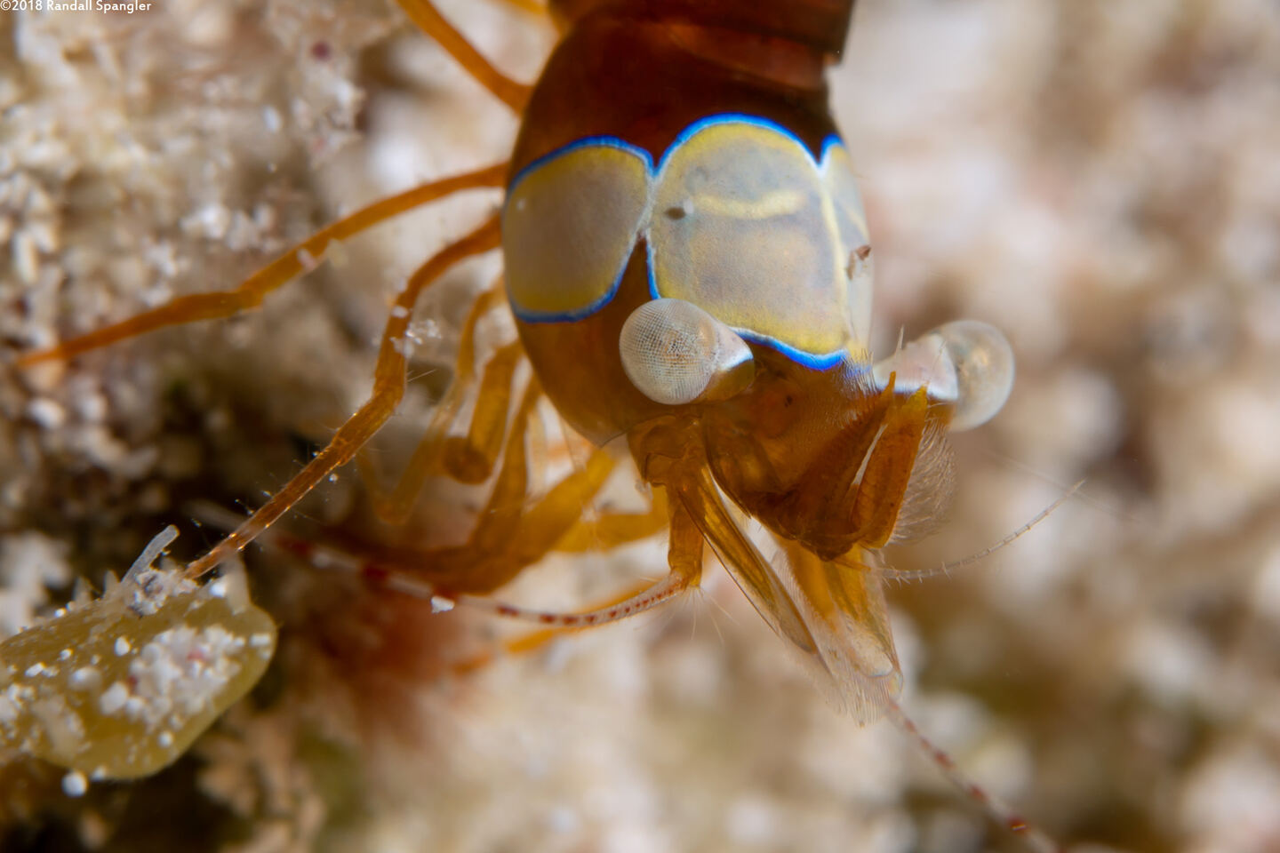 Thor amboinensis (Squat Shrimp)