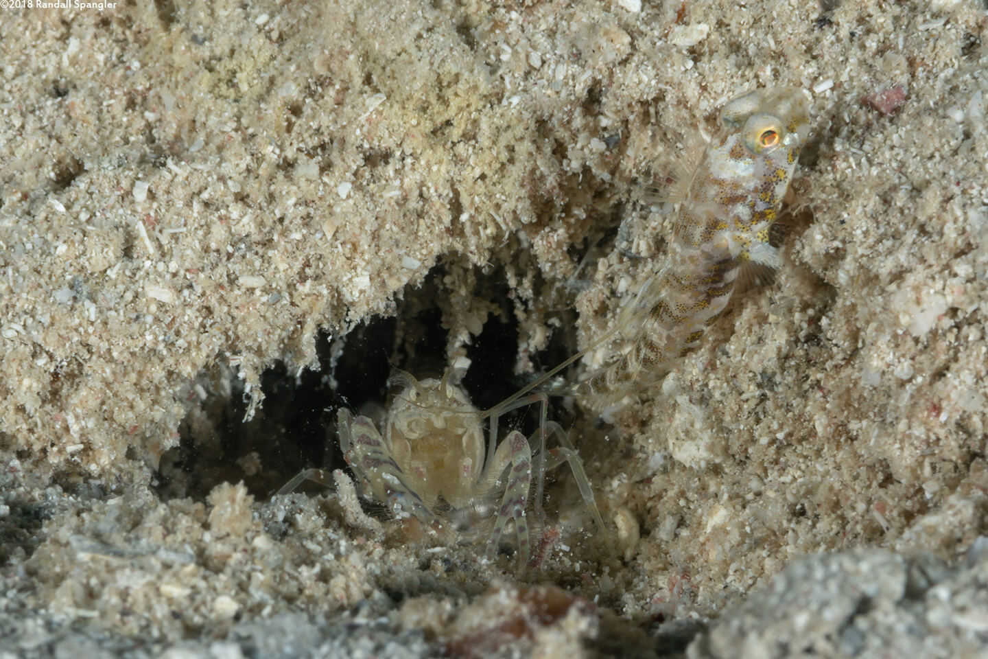 Alpheus cf. floridanus (Sand Snapping Shrimp)