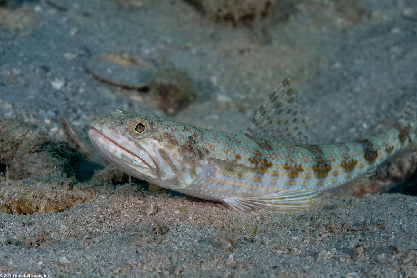 Synodus intermedius (Sand Diver)