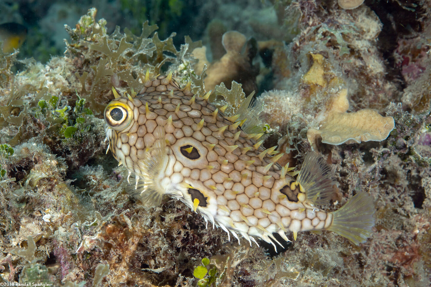 Chilomycterus antillarum (Web Burrfish)
