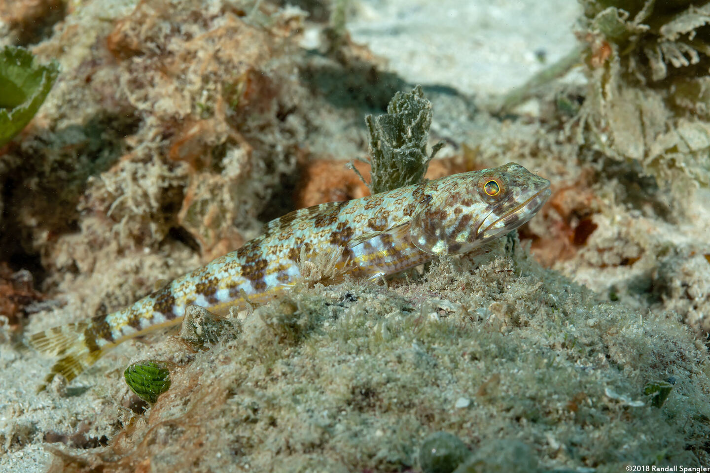 Synodus intermedius (Sand Diver)