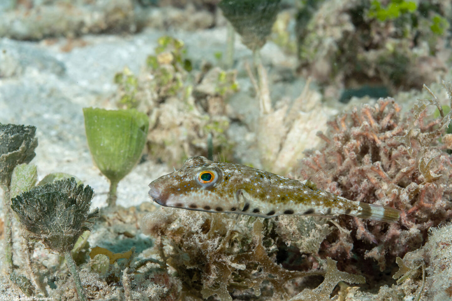 Sphoeroides spengleri (Bandtail Puffer)