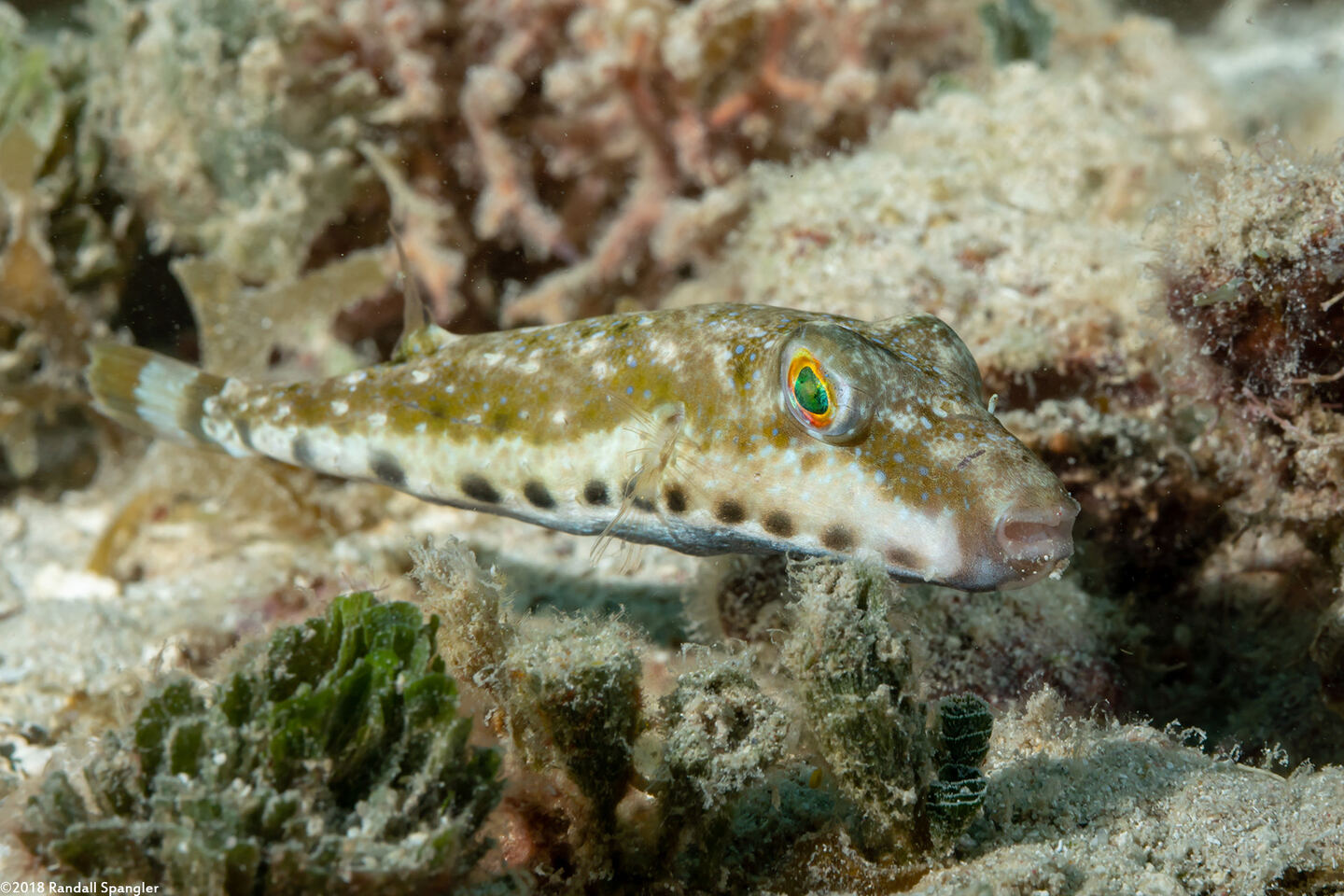 Sphoeroides spengleri (Bandtail Puffer)