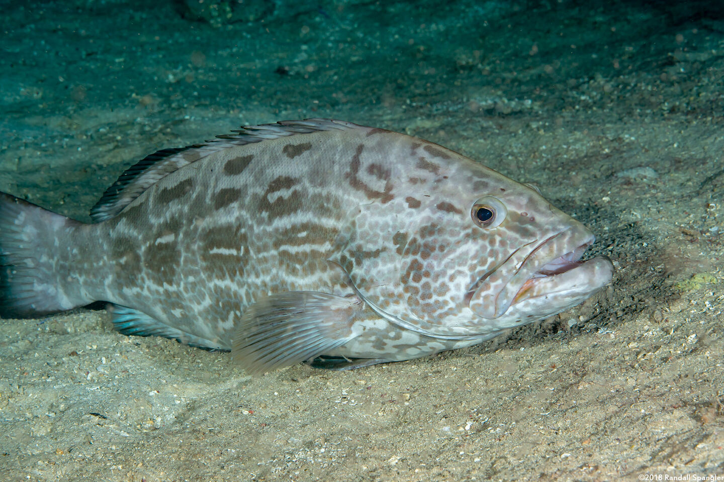 Mycteroperca bonaci (Black Grouper)
