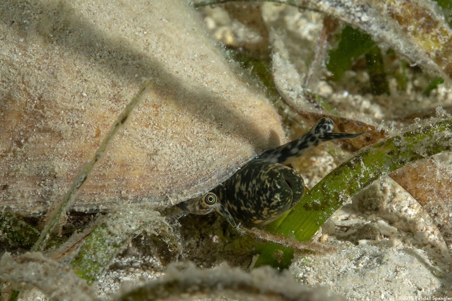 Aliger gigas (Queen Conch)