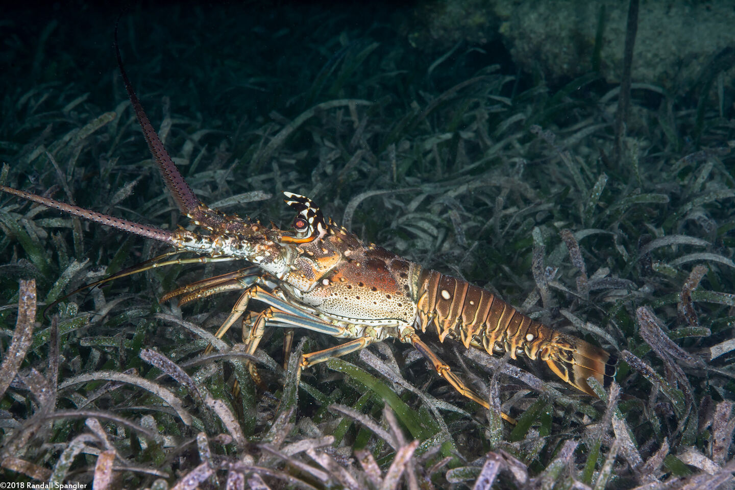 Panulirus argus (Caribbean Spiny Lobster)