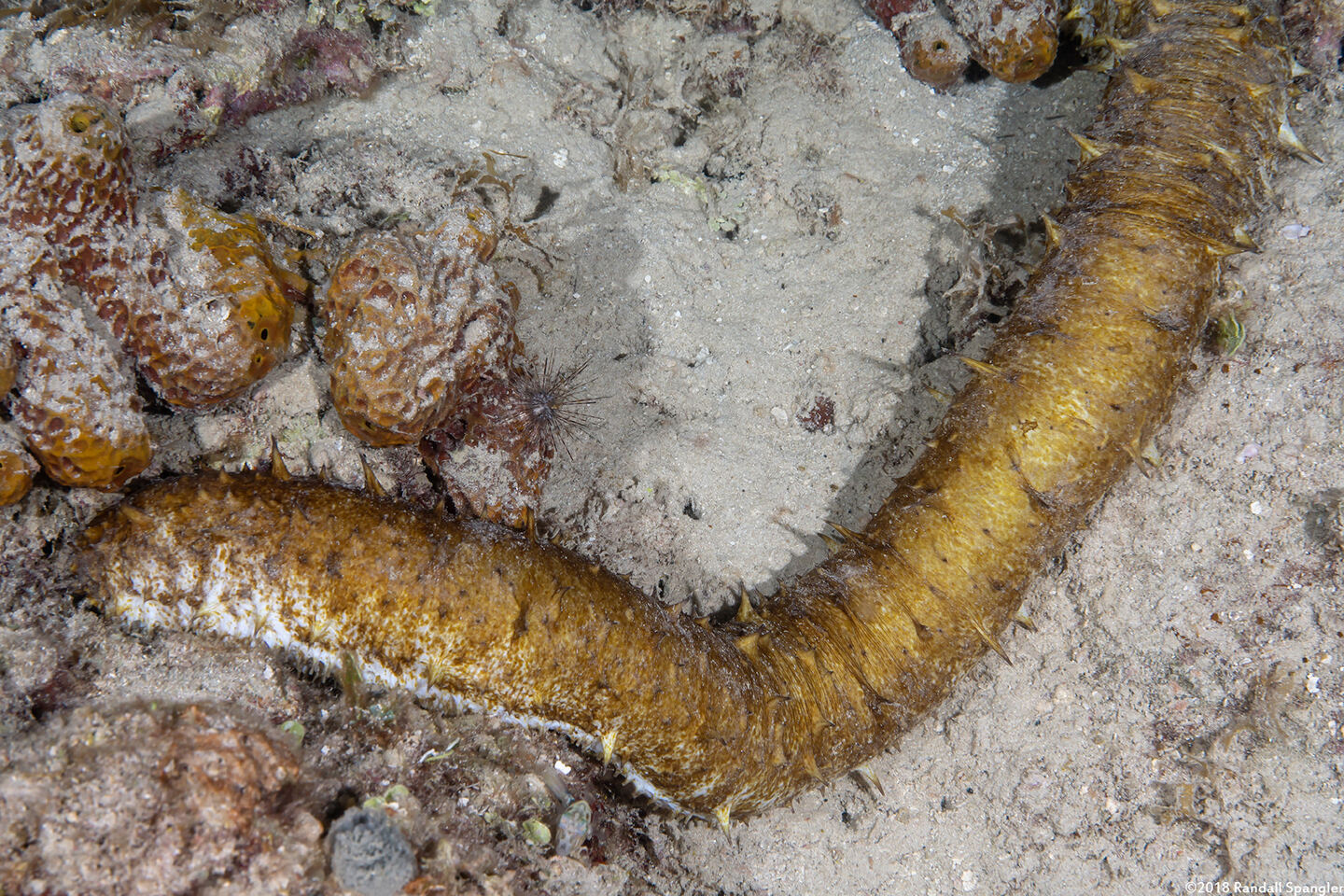 Holothuria thomasi (Tiger Tail Sea Cucumber)