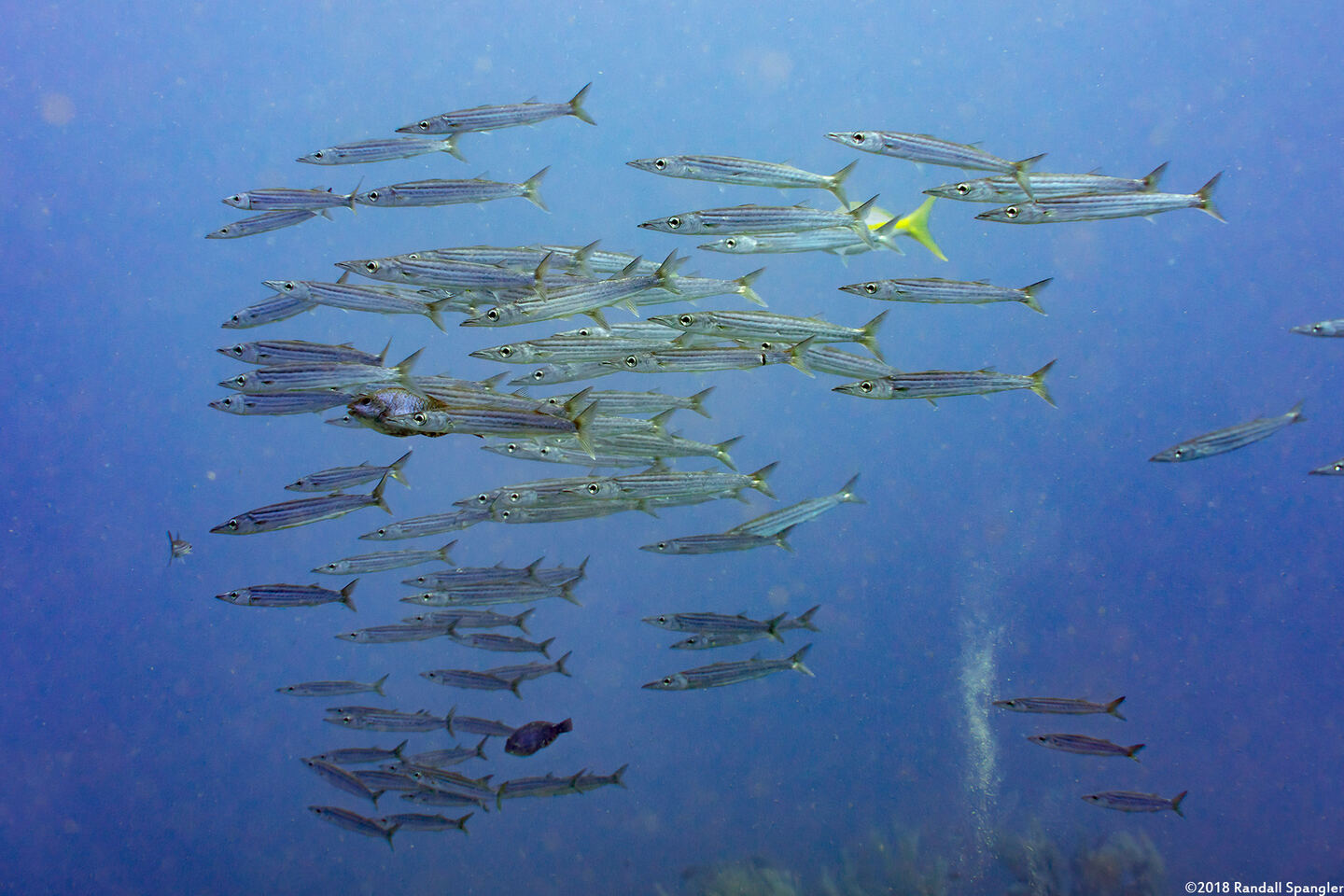 Sphyraena picudilla (Southern Sennet)