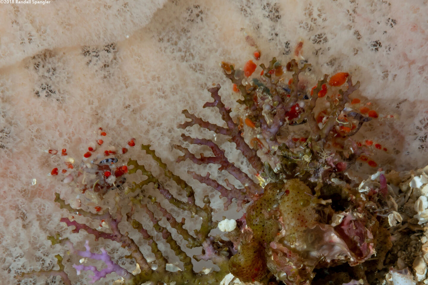 Pelia mutica (Cryptic Teardrop Crab)